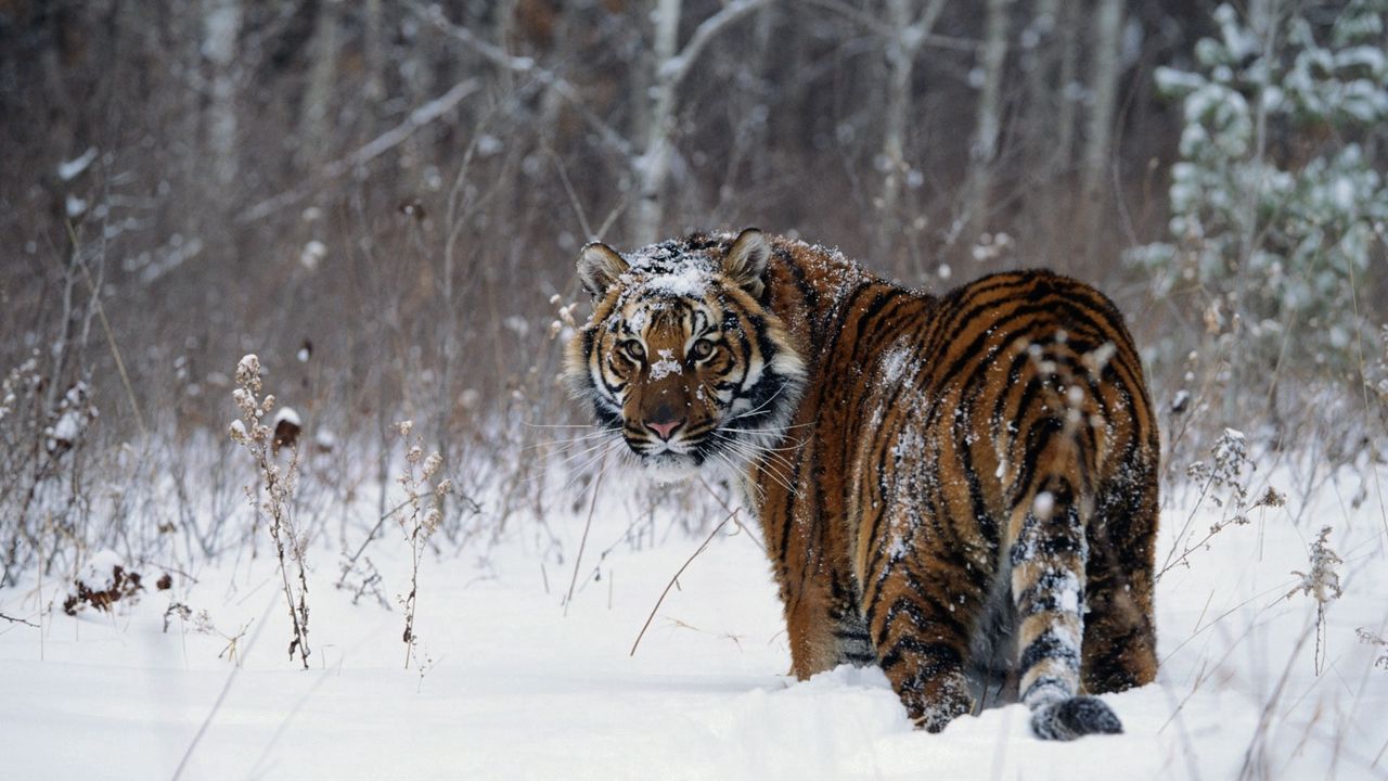 Обои тигр, зима, снег, прогулка
