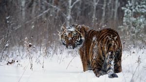 Превью обои тигр, зима, снег, прогулка