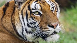 Превью обои тигра, голова, животное, хищник, большая кошка, трава