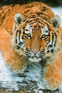 Превью обои тигренок, хищник, снег, лежать