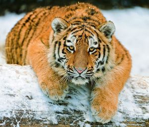 Превью обои тигренок, хищник, снег, лежать