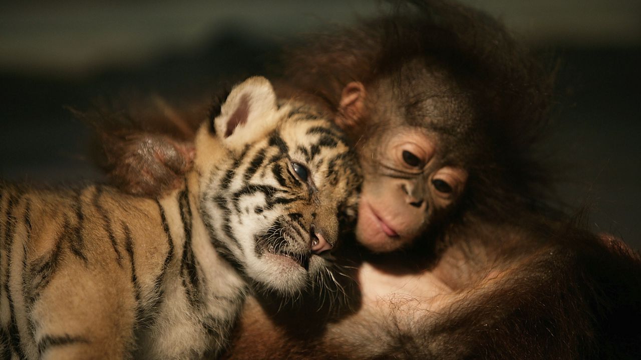 Обои тигрёнок, орангутанг, друзья