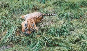 Превью обои тигренок, тигр, хищник, трава, лежит
