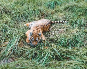 Превью обои тигренок, тигр, хищник, трава, лежит