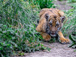 Превью обои тигренок, тигр, хищник, животное, забавный