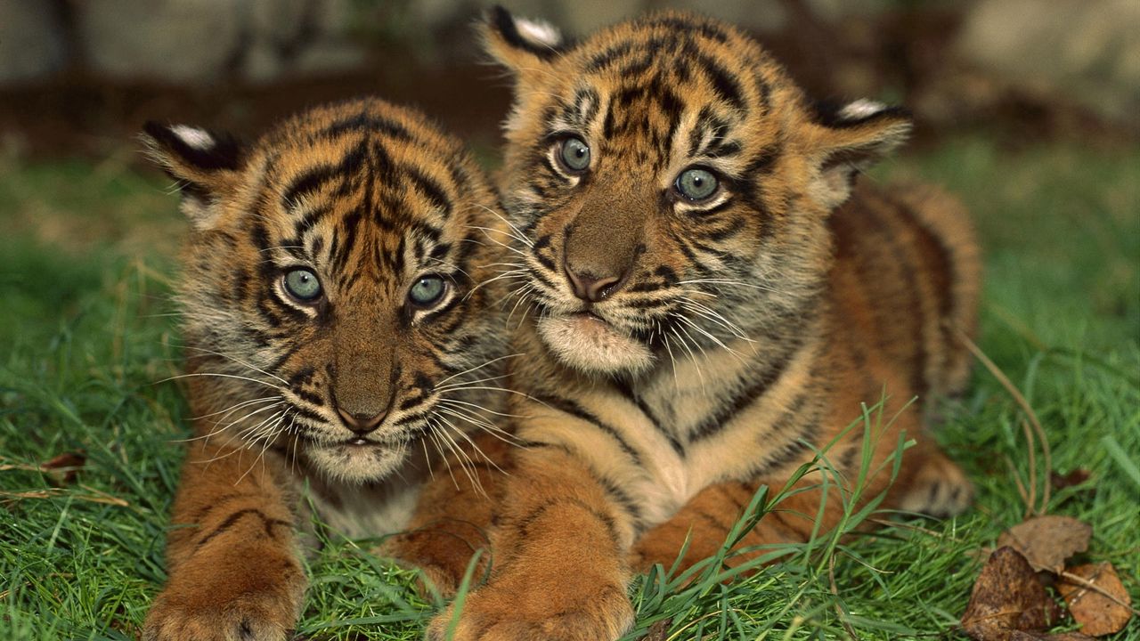Обои тигрята, детеныши, большая кошка, хищник