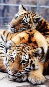 Превью обои тигрята, пара, лежать, камни, хищники