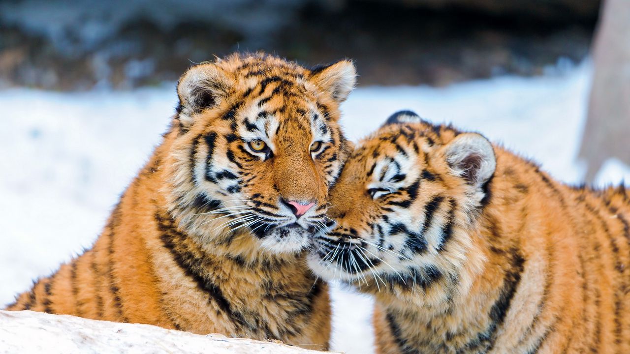 Обои тигрята, пара, нежность, хищники