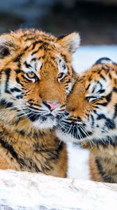 Превью обои тигрята, пара, нежность, хищники