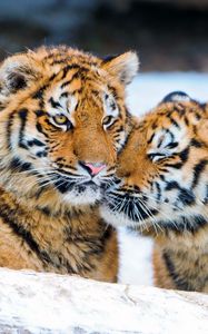 Превью обои тигрята, пара, нежность, хищники