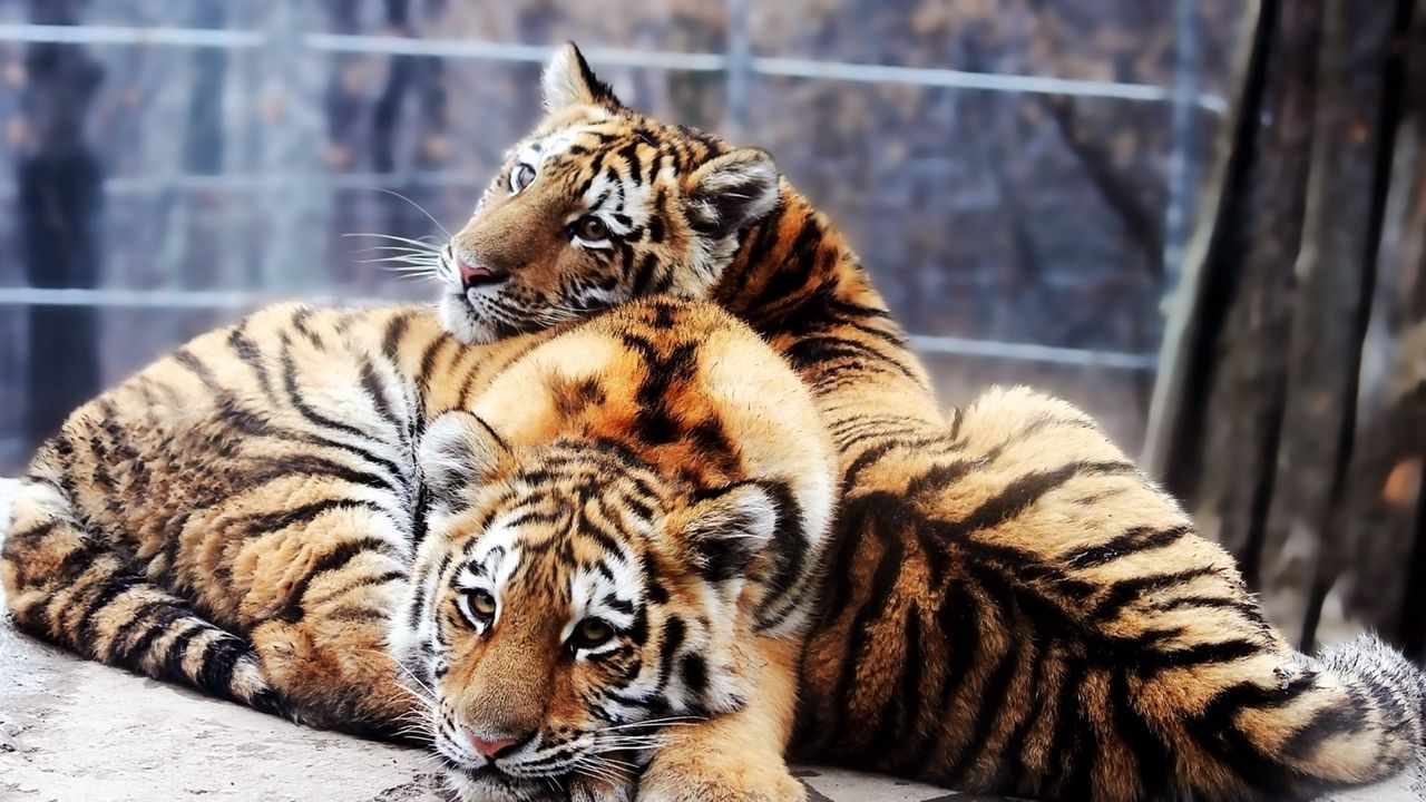 Обои тигрята, пара, нежность, хищники, тигры
