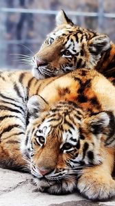 Превью обои тигрята, пара, нежность, хищники, тигры