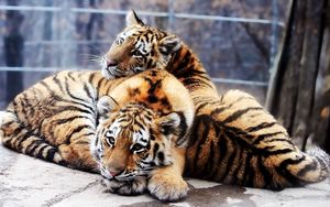 Превью обои тигрята, пара, нежность, хищники, тигры