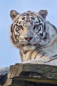 Превью обои тигрица, белая тигрица, хищник, гетерохромия, большая кошка