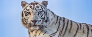 Превью обои тигрица, белая тигрица, хищник, гетерохромия, большая кошка