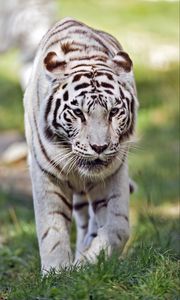 Превью обои тигрица, белая тигрица, хищник, большая кошка, трава