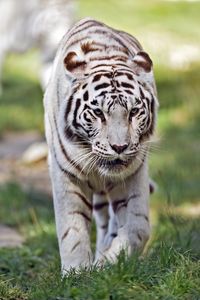 Превью обои тигрица, белая тигрица, хищник, большая кошка, трава