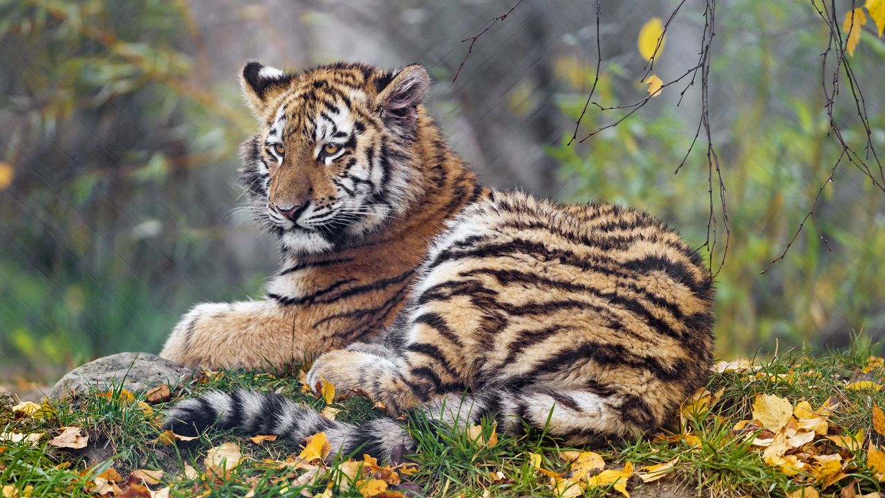 Обои тигрица, лапа, большая кошка, хищник