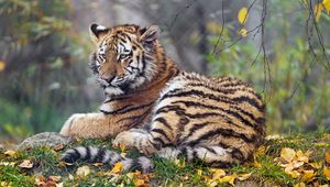 Превью обои тигрица, лапа, большая кошка, хищник