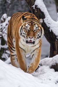 Превью обои тигрица, оскал, хищник, большая кошка, движение, снег