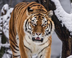 Превью обои тигрица, оскал, хищник, большая кошка, движение, снег