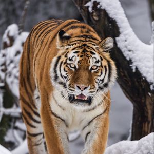Превью обои тигрица, оскал, хищник, большая кошка, движение, снег