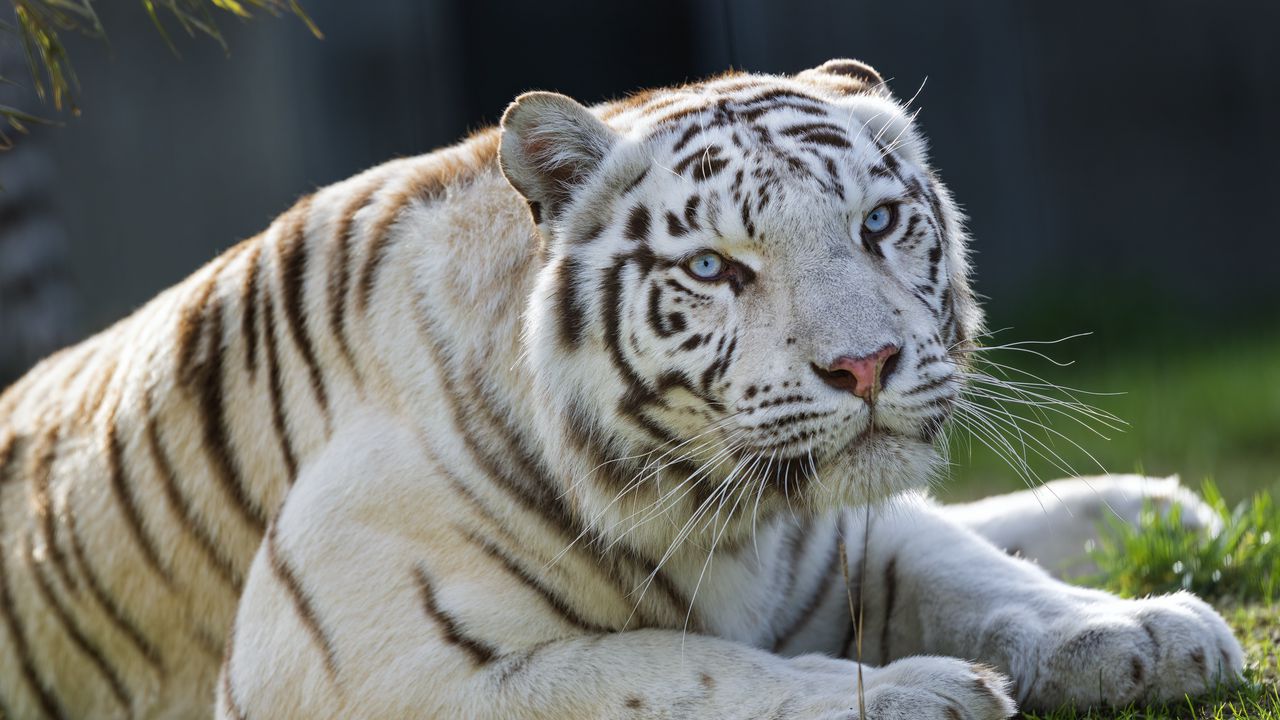 Обои тигрица, тигр, белый, большая кошка, хищник, животное