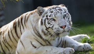 Превью обои тигрица, тигр, белый, большая кошка, хищник, животное