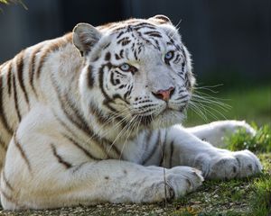 Превью обои тигрица, тигр, белый, большая кошка, хищник, животное