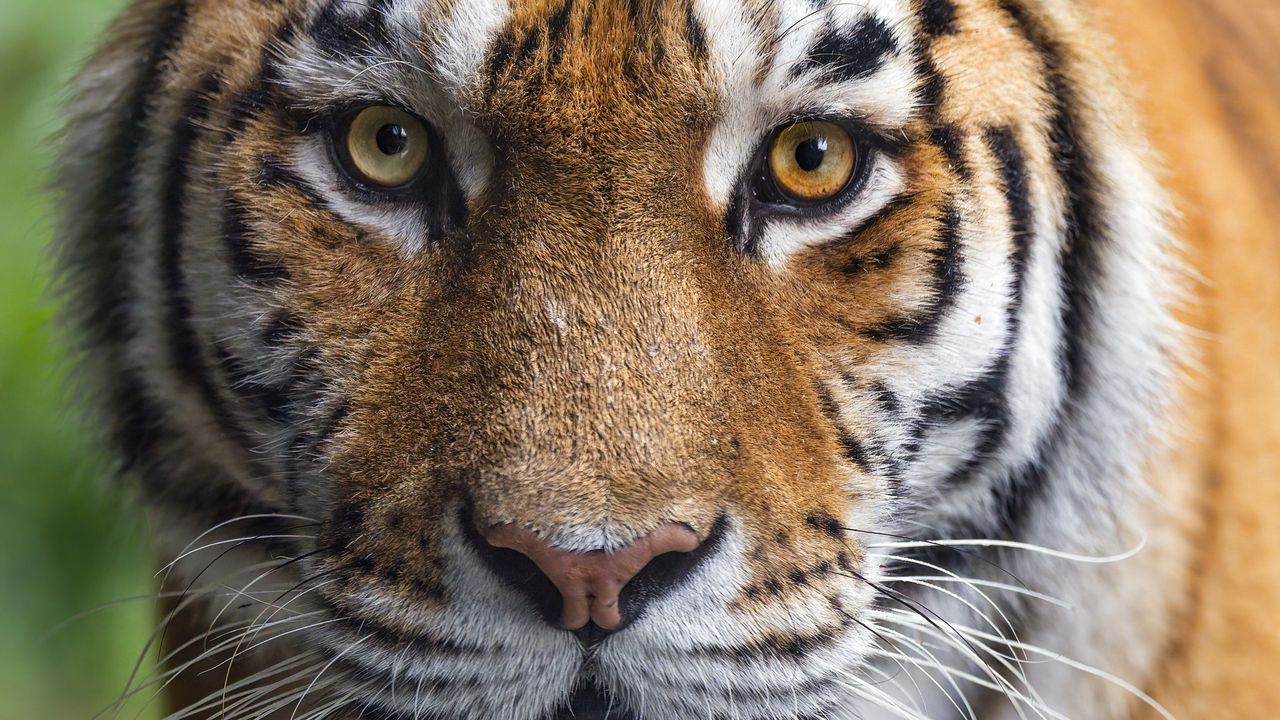 Обои тигрица, тигр, хищник, животное, дикая природа