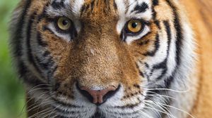 Превью обои тигрица, тигр, хищник, животное, дикая природа