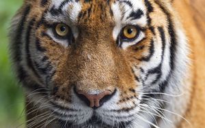 Превью обои тигрица, тигр, хищник, животное, дикая природа