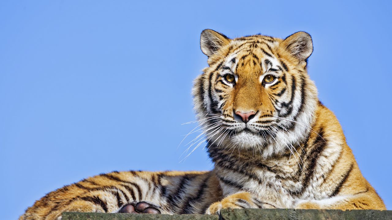 Обои тигрица, тигр, хищник, животное, камень
