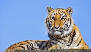 Превью обои тигрица, тигр, хищник, животное, камень