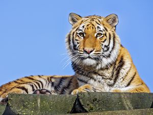 Превью обои тигрица, тигр, хищник, животное, камень