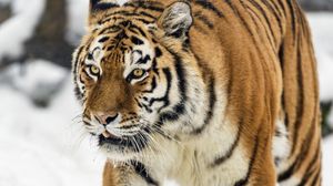 Превью обои тигрица, тигр, хищник, животное, дикая природа, снег