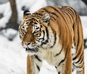 Превью обои тигрица, тигр, хищник, животное, дикая природа, снег