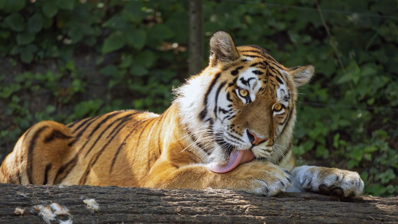 Обои тигрица, тигр, высунутый язык, хищник, лапы