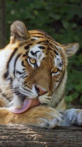 Превью обои тигрица, тигр, высунутый язык, хищник, лапы