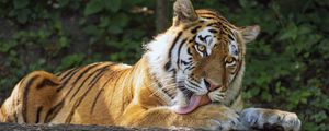 Превью обои тигрица, тигр, высунутый язык, хищник, лапы