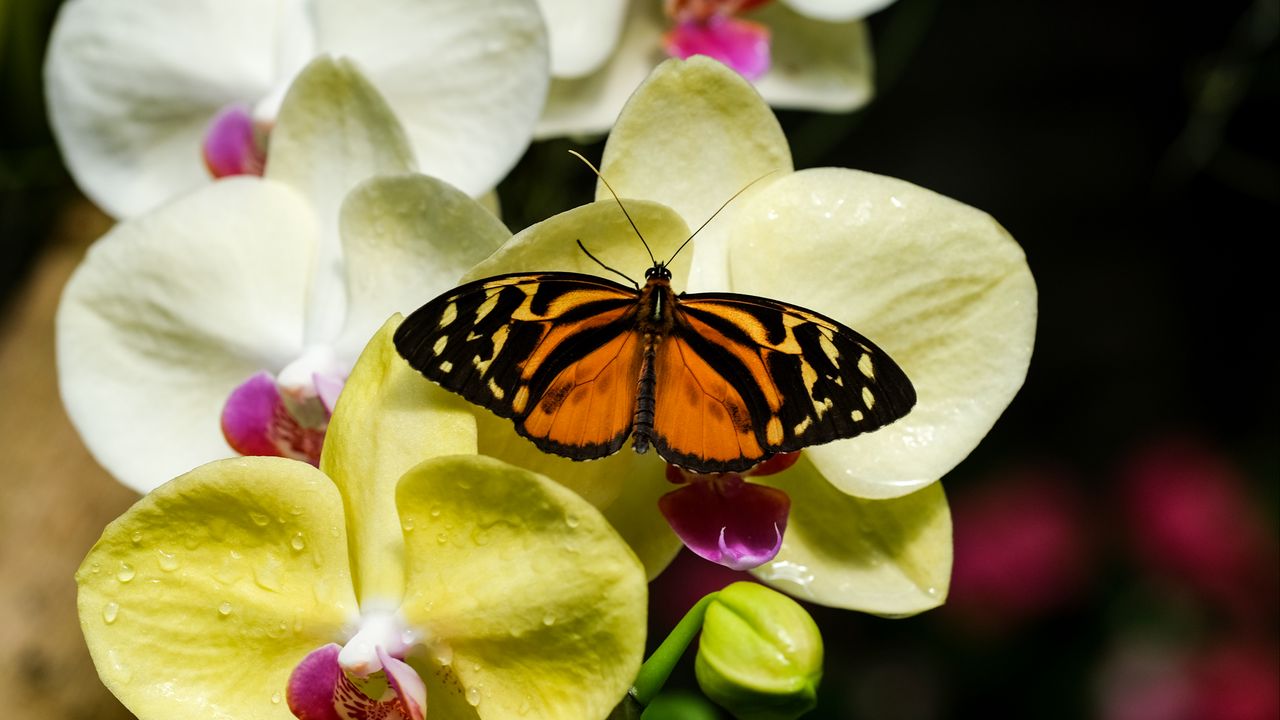 Обои тигровая бабочка, фаленопсис, цветы, макро