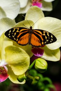 Превью обои тигровая бабочка, фаленопсис, цветы, макро