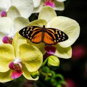 Превью обои тигровая бабочка, фаленопсис, цветы, макро