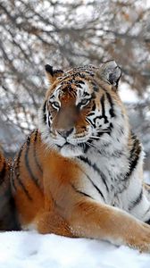 Превью обои тигры, большие кошки, снег, снегопад, три