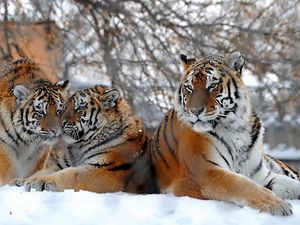 Превью обои тигры, большие кошки, снег, снегопад, три