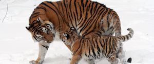 Превью обои тигры, детеныш, снег, нежность, прогулка