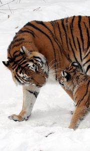 Превью обои тигры, детеныш, снег, прогулка, забота