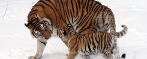 Превью обои тигры, детеныш, снег, прогулка, забота