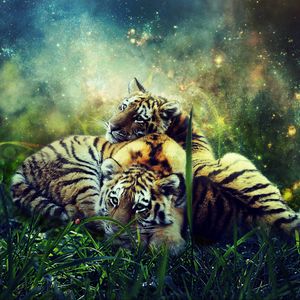 Превью обои тигры, детеныши, фотошоп, дикая природа