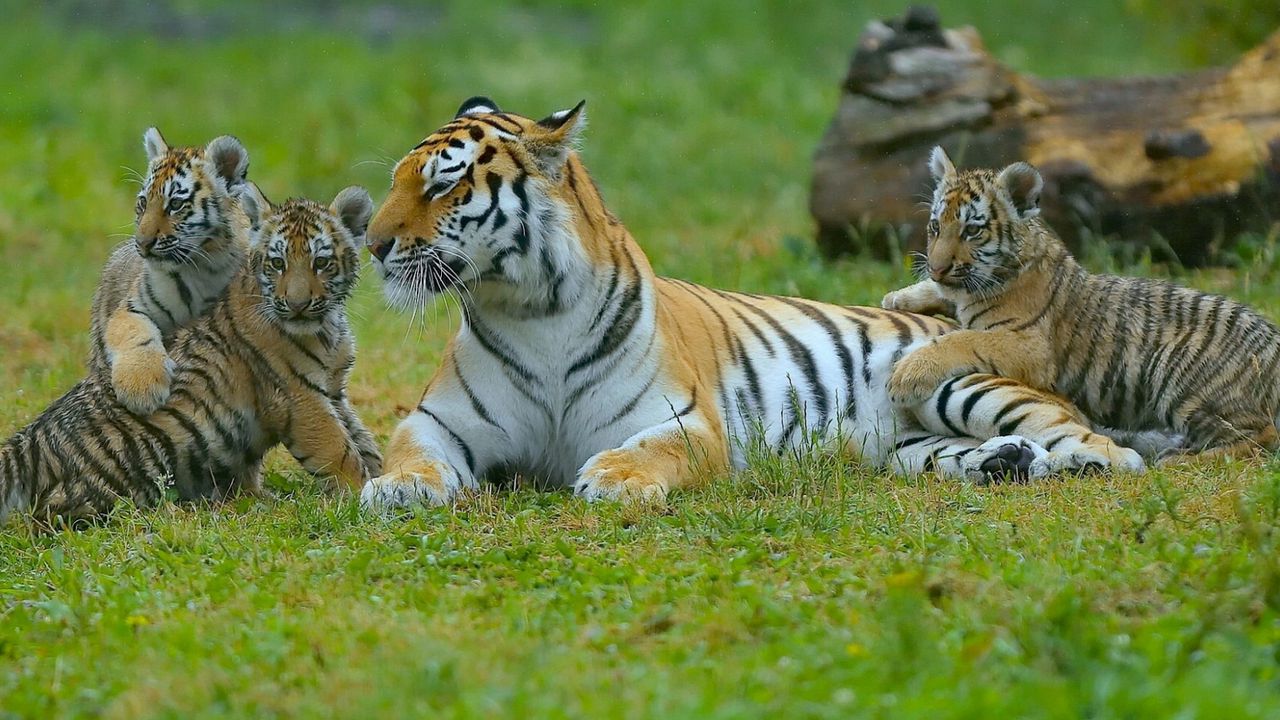 Обои тигры, детеныши, трава, хищники, лежать